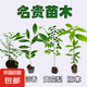 正宗海南黃花梨苗楠木苗小葉紫檀苗沉香苗四大名木花卉盆栽地栽 沉香+黃花梨+紫檀+楠木各1顆 地徑0.3-0.7粗不含盆送肥料