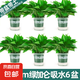 綠蘿盆栽室內(nèi)客廳綠植花卉 家用凈化空氣綠籮植物吸除甲醛吊蘭 高20CM【加侖雙層吸水】6盆+5肥
