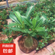 沙漠玫瑰花苗盆栽綠植重瓣四季花卉植物老樁室內(nèi)陽(yáng)臺(tái)盆景開(kāi)帶花苞 四年苗原盆原土