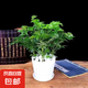 幸福樹平安樹綠植花卉小盆栽室內(nèi)客廳辦公室四季常青植物凈化空氣 5A級幸福平安樹一盆多顆原盆+白色螺紋盆