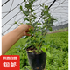 藍莓樹苗盆栽帶果當(dāng)年結(jié)果南北方種植兔眼特大陽臺果樹苗當(dāng)年結(jié)果 4年苗原盆土5-7分支40cm高當(dāng)年結(jié)果帶花帶葉