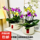 粉色蝴蝶蘭花卉年宵花盆栽好養(yǎng)春節(jié)送禮氛圍擺件室內(nèi)綠植桌面植物 混色蝴蝶蘭６花劍組合裝【帶塑料盆栽好】 蝴蝶蘭桌面款