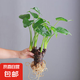 水培植物千手觀音盆栽凈化空氣室內(nèi)大葉滴水觀音龜背竹綠植吸甲醛 單顆5到6頭老樁40-50cm