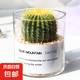 多肉植物仙人掌盆栽室內(nèi)肉肉仙人球小盆栽開(kāi)花可愛(ài)桌面綠植 金冠+玻璃盆+黃金砂+營(yíng)養(yǎng)土 含盆