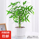 佛肚竹盆栽室內(nèi)好養(yǎng)活四季常青羅漢葫蘆竹陽(yáng)臺(tái)客廳老樁綠植物盆景 老樁佛肚竹原盆土+白色豎紋瓷盆