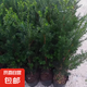 南方紅豆杉樹苗地栽景凈化空氣大型庭院植物正曼迪亞紅豆杉苗盆景 多分支已授粉60-80厘米2棵【成活】 不含盆