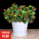 四季常青金魚花吊蘭盆栽室內(nèi)綠植花卉多肉植物發(fā)財樹好養(yǎng)易活客廳 金魚吊蘭21-29棵+白螺紋盆