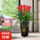 【鴻運(yùn)當(dāng)頭】美觀大方大型盆栽綠植大鳳梨送禮好養(yǎng)帶盆鮮花卉喬遷 鴻運(yùn)當(dāng)頭5顆裝【配高檔百福花盆】 【年宵花】鴻運(yùn)當(dāng)頭