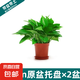 綠蘿盆栽室內(nèi)客廳綠植花卉 家用凈化空氣綠籮植物吸除甲醛吊蘭 高20CM【原盆+托盤(pán)】2盆+2肥