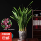 【年貨節(jié)】墨蘭蘭花苗精品大花卉盆栽室內(nèi)濃香金邊賀歲蘭四季好養(yǎng) 墨蘭（育苗袋）【10棵裝】 送營養(yǎng)液