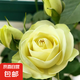 果汁陽臺月季花苗四季開花卉盆栽綠植物室內(nèi)花易活玫瑰帶花苞庭院 奶油龍沙【多頭淡香，月月開分枝多】 【帶花苞】【盆口徑15cm】原盆冠25高35