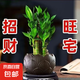【富貴竹盆栽】年宵花?步步高土水培辦公室內(nèi)盆栽凈化小能手基地 精品3棵竹【蓮花陶瓷盆+托+土】 約20-25cm