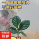 梔子花盆栽四季開花帶花苞室內(nèi)綠蘿水培花卉綠植物茉莉花九里香 20-30cm【1株】好多月開花 濃香型梔子花【帶花苞】10天開花