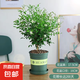 九里香盆栽茉莉花綠植室內(nèi)驅(qū)蚊四季開花帶花苞七里香水培盆景植物 高約40cm精品獨干九里香6年苗（加侖盆） 九里香