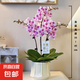 【蝴蝶蘭盆栽帶盆】帶花帶花苞室內(nèi)花卉高端綠植年貨喜慶植物花卉 粉色系3劍蝴蝶蘭【品種隨機(jī)】北歐盆