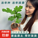 【原盆原土】波姬紅無(wú)花果樹苗盆栽帶果特大果耐寒南北方種植地栽 1cm-1.5cm 粗 25-35cm高原盆原土 大果波姬紅兩盆帶葉當(dāng)年結(jié)果