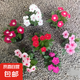 長春花盆栽陽臺好養(yǎng)花卉陽臺室內綠植物開花多色可選京東快遞 長春花2盆隨機花色原盆土(帶花發(fā)貨)