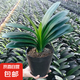 大盆君子蘭盆栽名貴國寶級花卉苗綠植物圓頭和尚室內(nèi)客廳四季好養(yǎng) 【掌柜推薦】8-11片葉子+帶土 送肥料