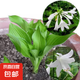 玉簪花花葉玉簪花苗金邊 青葉玉簪花植物盆栽花卉庭院花壇多年生 青葉玉簪（裸根苗）15顆 裸根苗10cm左右高