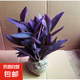室外室內(nèi)花卉綠植盆栽紫色吊蘭紫竹梅紫羅蘭喜光好養(yǎng)植物鴨芷草 紫竹梅一盆8-10顆原土發(fā)貨送肥料