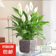 紅掌盆栽白粉掌一帆風(fēng)順帶花特大號(hào)花卉室內(nèi)客廳面水培植物好養(yǎng) 約30cm白掌-方缸玻璃 帶盆栽好
