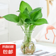 帶花瓶綠蘿水培好養(yǎng)盆栽辦公室內花卉綠植懶人綠籮除甲醛凈化空氣 圓口玻璃瓶+綠蘿（1套）高度 高度（20-25厘米左右）