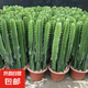 龍骨植物盆栽辦公室外客廳仙人掌吸甲醛四季好養(yǎng)植物綠植巴西龍骨 【40--50cm】高一顆 不含盆