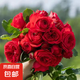 【果汁陽臺月季】大苗玫瑰花苗盆栽大花歐月濃香陽臺庭院帶花苞 紅蘋果【帶花苞】 大苗【開花爆滿】