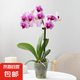 蝴蝶蘭花苗帶花苞客廳辦公室室內(nèi)桌面裝飾花卉植物四季好養(yǎng)盆栽 寶貝蝴蝶蘭-裸苗（帶花苞+半開放）