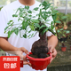 何首烏盆栽盆景老樁植物根球盆景爬藤植物中草藥植物盆栽盆景 原盆何首烏（30年根球）20-30cm高