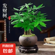 發(fā)財樹盆栽大植物室內(nèi)辦公室桌面客廳小盆景招財樹苗綠植花卉盆栽 三桿發(fā)財樹 5-8cm【隨機紫砂盆】 【送肥料】