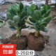 邇英閣大葉玉樹老樁盆栽多肉植物燕子掌室內(nèi)防輻射四季好養(yǎng)綠植凈 玉樹6年苗兩棵【精品力推】 原土（不含盆）15-25CM不等