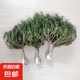 太陽花老樁太陽花重瓣大花花苗多色盆景玫紅王造型好養(yǎng)活花卉綠植 3年老樁共3棵10-15cm