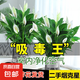 【熱銷款】白掌一帆風順盆栽水培植物室內(nèi)花綠植紅掌發(fā)財樹吸甲醛 特級白掌帶花+繁星自吸盆