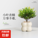 小葉赤楠桌面招財(cái)辦公室內(nèi)小盆栽綠植四季常青凈化空氣好養(yǎng)植物 小葉赤楠（小奶油四方泡泡陶瓷盆）+樹(shù)脂托盤(pán) 帶盆栽好