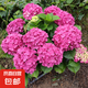 繡球花苗無盡夏帶花苞四季開花繡球花盆栽庭院好養(yǎng)花卉植物室內(nèi)花 烈焰【大花繡球-可調(diào)色】 中苗【當(dāng)年開花】原盆寬15cm高30cm冠25cm