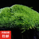 柯必達青苔蘚鮮活苔蘚微景觀植物盆景盆栽水陸缸假山草造景材料白 白發(fā)蘚(11*8)cm 10盒