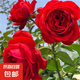 果汁陽臺月季花苗四季開花卉盆栽綠植物室內(nèi)花易活玫瑰帶花苞庭院 紅蘋果【大花濃香，月月開分枝多】 【帶花苞】【盆口徑15cm】原盆冠25高35
