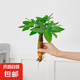 懶人水培綠植九里香綠蘿文竹室內(nèi)易養(yǎng)凈化空氣花卉盆栽植物花卉 發(fā)財樹1顆【不含盆】土培水培皆可15-20cm