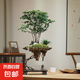 【天空之城盆景】小葉紫黑古茶老樁綠植高檔懸掛式植物盆栽花卉 叢林天空之城50-60高+沙彌+小馬
