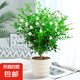 九里香盆栽茉莉花綠植室內驅蚊四季開花帶花苞七里香水培盆景植物 高約40cm精品獨干九里香6年苗（螺紋盆） 九里香
