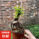 駱駝榆樹(年年有榆)造型漂亮根部發(fā)達(dá)榆樹盆景造型獨(dú)特 榆樹提根1盆連盆高(15-20）厘米