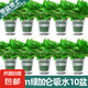 綠蘿盆栽室內(nèi)客廳綠植花卉 家用凈化空氣綠籮植物吸除甲醛吊蘭 高20CM【綠加侖吸水】10盆+5肥