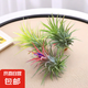 空氣鳳梨無土植物靈黃綠精靈組合裝創(chuàng)意盆栽凈化空氣辦公室內綠植 紅精靈+黃精靈+綠精靈7-8cm