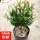 石榴花盆栽果樹苗帶果觀賞可食用室內(nèi)陽臺四季開綠植盆景花卉旺宅 花石榴原盆土5年30-40cm高 含盆