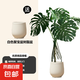 龜背竹客廳大盆栽老樁造型植物室內(nèi)好養(yǎng)四季花卉落地綠植室內(nèi)盆栽 造型老樁1.5-1.7米 聚寶盆 大葉開背龜背竹