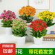 長壽花盆栽帶花苞重瓣大花綠巴黎花卉觀花植物室內(nèi)外陽臺四季開花 【隨機色】長壽花+螺紋盆+底碟+肥料 帶花帶花苞發(fā)貨