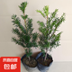 南方紅豆杉樹苗地栽景凈化空氣大型庭院植物正曼迪亞紅豆杉苗盆景 多分支已授粉50-60厘米2棵【成活】 不含盆