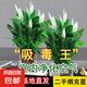 【熱銷款】白掌一帆風順盆栽水培植物室內(nèi)花綠植紅掌發(fā)財樹吸甲醛 【店主推薦】特級白掌6-8株帶花+早安盆+營養(yǎng)液