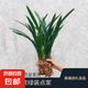 特級濃香型企黑蘭花國蘭客廳四季好養(yǎng)盆栽綠植物國花高端送禮物 高度40cm冠幅15cm特級精品蘭花 5苗裸根發(fā)貨